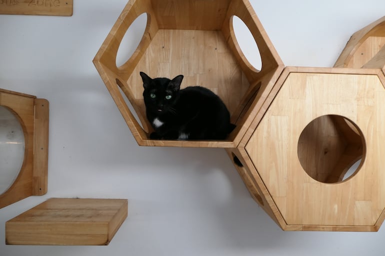 Gato en altura.