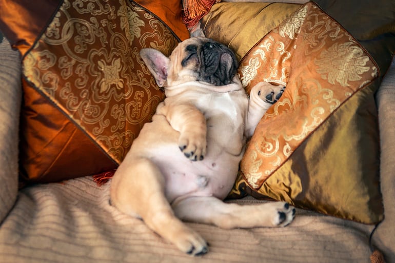 Bulldog francés durmiendo.