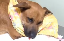 La perrita de nombre Canela se recupera luego de la operación.