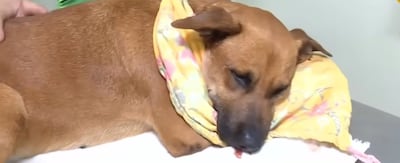 La perrita Canela se recupera luego de la cirugía.