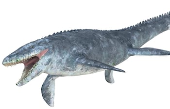 Mosasaurio, imagen ilustrativa.