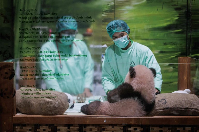 Veterinarios realizan un control de salud rutinario a Satrio Wiratama, cuyo significado es “caballero noble y valiente” y conocido como Rio, un cachorro de panda gigante macho de 170 días de edad, el primer panda nacido en Indonesia de una pareja llegada desde China en 2017, en el Palacio de los Pandas del Taman Safari Indonesia en Bogor, Java Occidental, el 15 de mayo de 2026.
