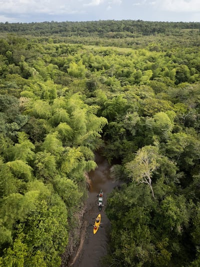 Embarcaciones amarilla y gris navegan por un canal tropical, rodeadas de abundante vegetación verde en un entorno natural.