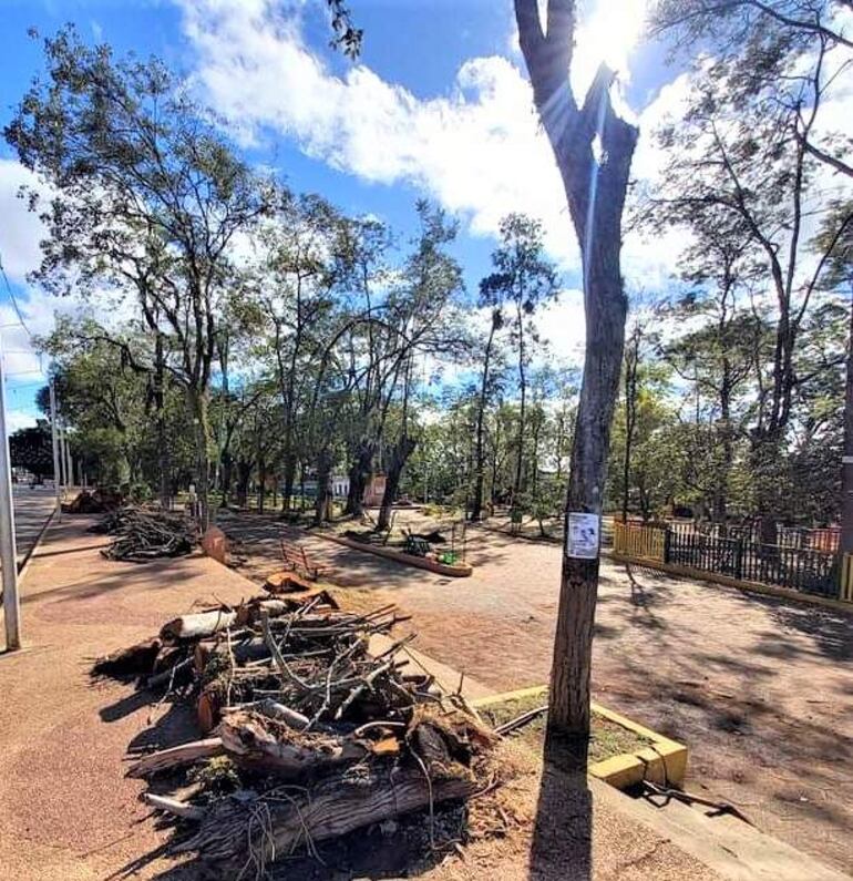 Las ramas y troncos fueron apilados en diversas partes de la plaza. Concejales piden informe al intendente Luciano Cañete (ANR) sobre todo lo relacionado a tala de los árboles.
