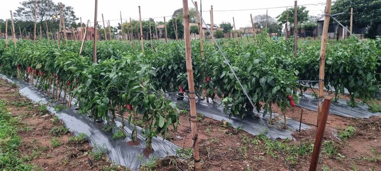 Las precipitaciones hortícolas y agrícolas son los más veneficiados con la precipitaciones registradas en Misiones.