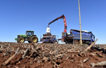 El último reporte de la Unión de Gremios de la Producción (UGP) refiere que las condiciones climáticas impidieron una siembra uniforme en este ciclo agrícola.