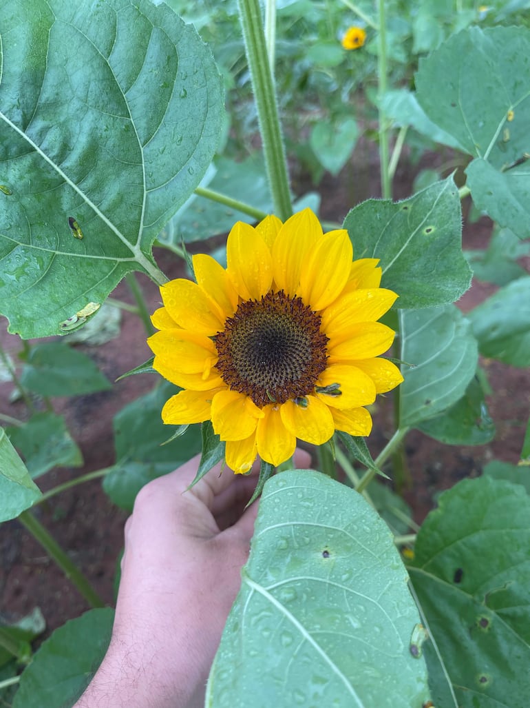 Los girasoles son uno de los principales atractivos del lugar, captando la atención de quienes visitan la zona por su belleza y el ambiente natural que ofrecen para disfrutar y tomar fotografías.