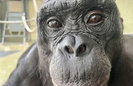 Kanzi, un bonobo de 43 años, fallecido en 2005 y que vivió en el santuario de Ape Initiative, ha demostrado que los simios tienen imaginación y saben fingir, una habilidad que se creía exclusiva de los humanos.