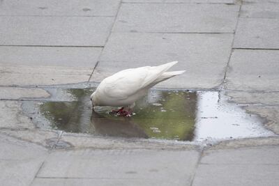 Una paloma bebe de un charco.