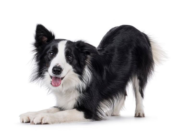 Perro de la raza border collie.