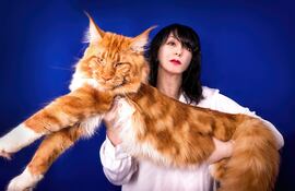 Gato Maine Coon.