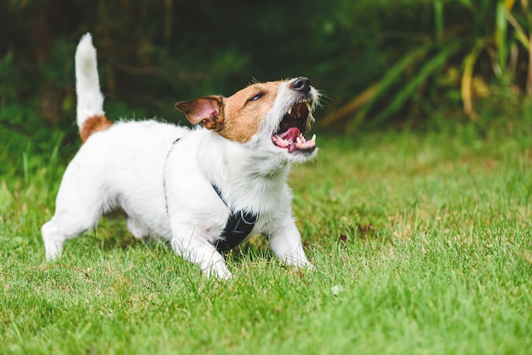 Perro jack russell terrier ladrando.