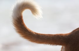 Cola de un perro.