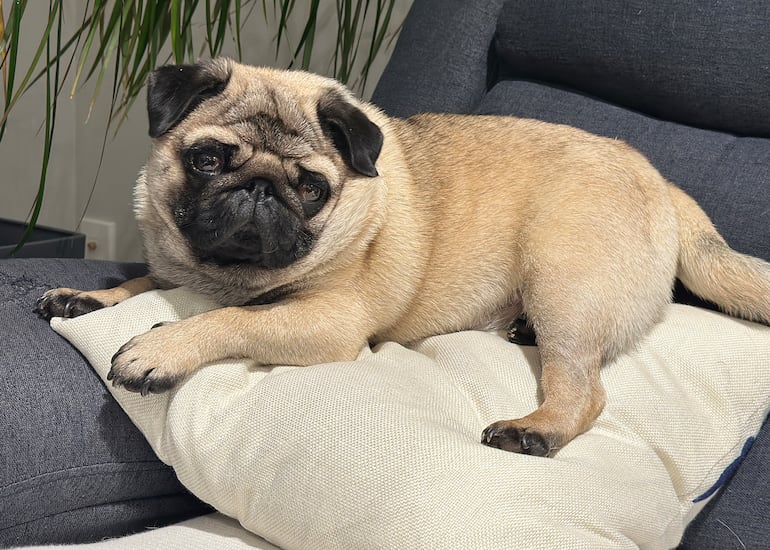 Perro de la raza pug.