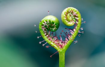 Drosera binata, una planta carnívora.