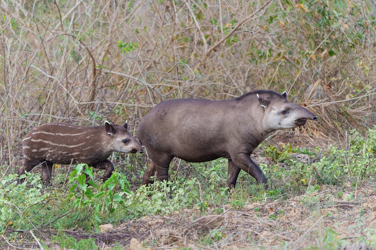Tapir de baja tierra (Tapirus terrestres) o Tapir sudamericano.