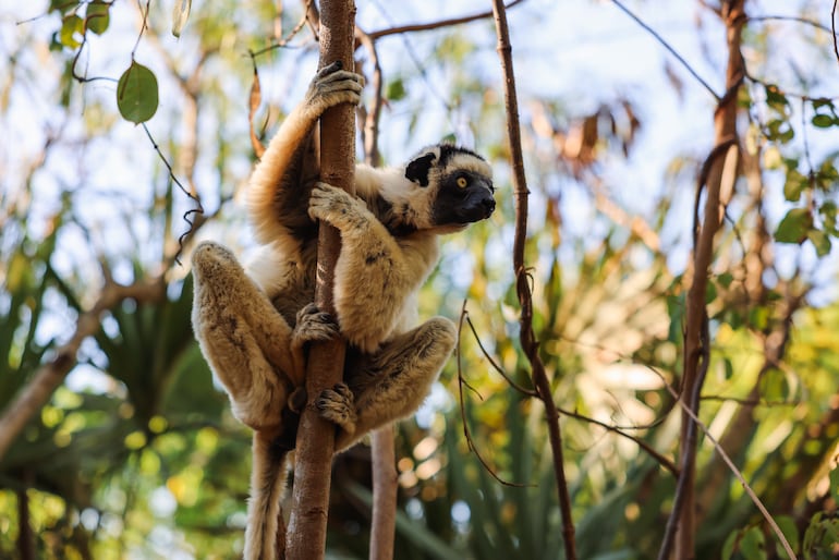 Lémur Sifaka.