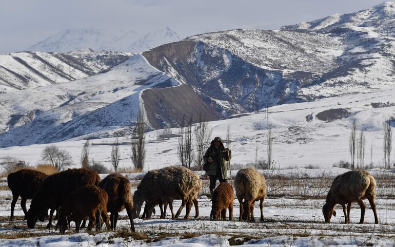 Un hombre pastorea ovejas en la aldea de Syn-Tash, a unos 60 kilómetros de Bishkek. En las montañas Tian-Shan de Kirguistán, los aldeanos han construido un glaciar artificial para proporcionar agua a sus granjas afectadas por la sequía. 