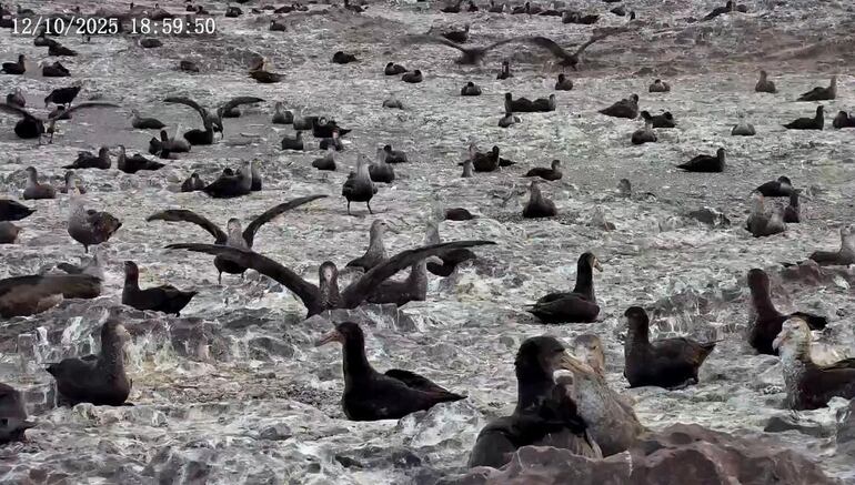 Parque Provincial Patagonia Azul, aves.