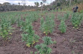 Diversas personas en uniformes camuflados recorren un campo con hileras de plantas de cannabis bajo un sol brillante.