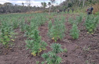 Diversas personas en uniformes camuflados recorren un campo con hileras de plantas de cannabis bajo un sol brillante.