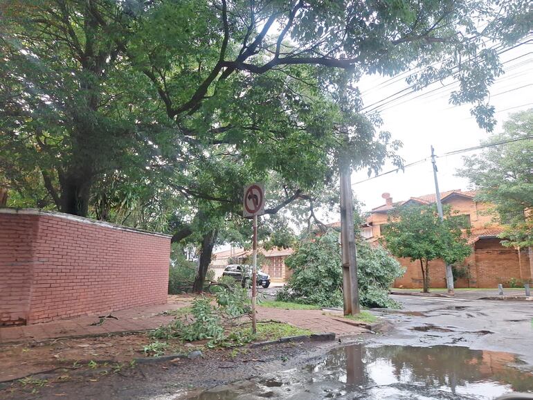 Árbol caído cubre media calzada de la calle Moisés Bertoni esquina Concejal Vargas, en el barrio Herrera.