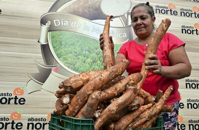 La mandioca es un alimento que se consume en casi todos los hogares del país.