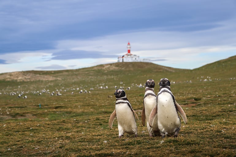 Pingüinos magallánicos en la isla de La Magdalena, Chile.
