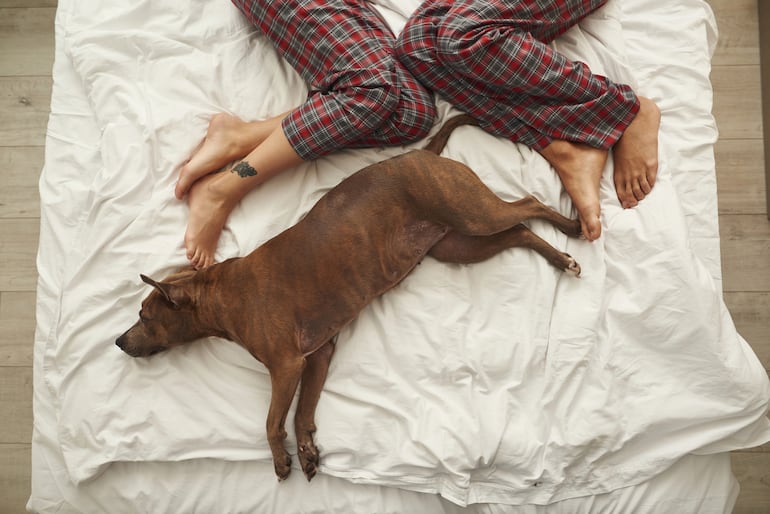 Perro en la cama de sus humanos.