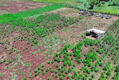 AME5882. CAPITÁN BADO (PARAGUAY), 16/02/2026.- Fotografía cedida por la Secretaría Nacional Antidrogas de Paraguay que muestra un cultivo de marihuana este lunes, en Capitán Bado (Paraguay). Autoridades paraguayas desmantelaron "un gran complejo" de procesamiento de marihuana y erradicaron 57 hectáreas de ese cultivo en el departamento de Amambay (norte), que colinda con Brasil y a donde se estimaba iba a ser trasladada la droga, informó este lunes la Secretaría Nacional Antidrogas (Senad). EFE/ Secretaría Nacional Antidrogas de Paraguay /SOLO USO EDITORIAL/ NO VENTAS/ SOLO DISPONIBLE PARA ILUSTRAR LA NOTICIA QUE ACOMPAÑA (CRÉDITO OBLIGATORIO)