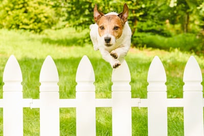 Perro de la raza Jack Russell Terrier se escapa del patio de casa.