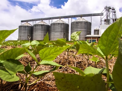 Soja: US$ 1.020 millones más en divisas y dos millones más de toneladas