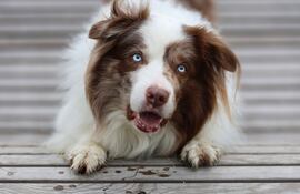 Perro de la raza Border Collie.