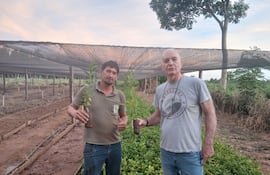 El doctor Silfrido Baumgarten, junto al técnico Roberto Noguera, destaca que el cultivo de yerba mate se desarrolla en asociación con áreas boscosas