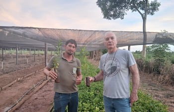 El doctor Silfrido Baumgarten, junto al técnico Roberto Noguera, destaca que el cultivo de yerba mate se desarrolla en asociación con áreas boscosas