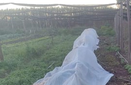Estructuras de plástico sobre hortalizas en un terreno agrícola, bajo un cielo despejado y luz tenue.
