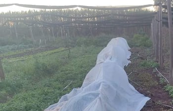 Estructuras de plástico sobre hortalizas en un terreno agrícola, bajo un cielo despejado y luz tenue.