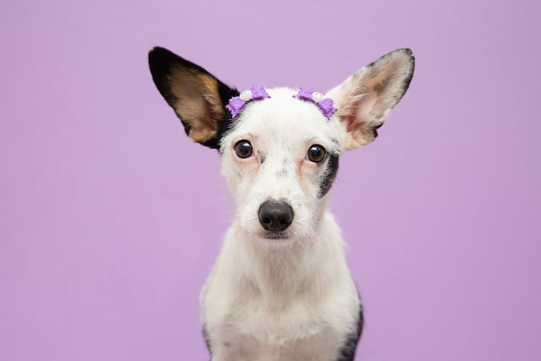 Qué es la pseudogestación en perras.