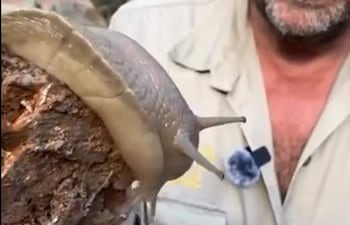 Hombre de cabello gris sostiene un caracol grande sobre madera, vestido de manera clara en un entorno natural.