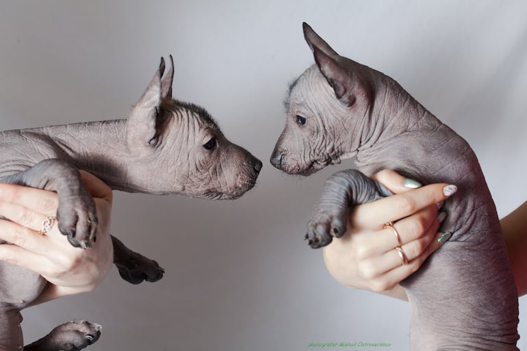 Perros cachorros de la raza Xoloitzcuintle, imagen ilustrativa.