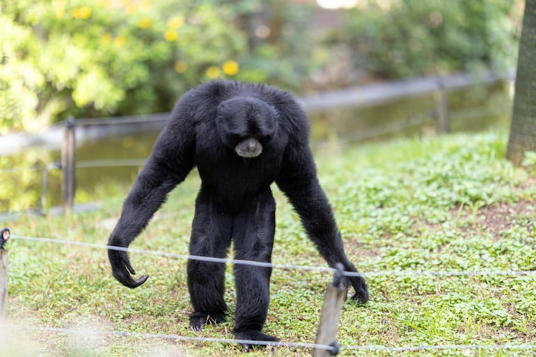 Gibón siamang.
