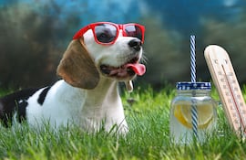 Un perro con anteojos de sol sobre el pasto, un vaso de limonada y un termómetro.