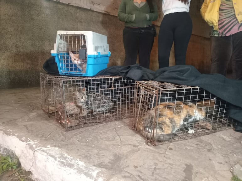 Rescatistas se preparan para El Niño y censarán animales en el Bañado Sur