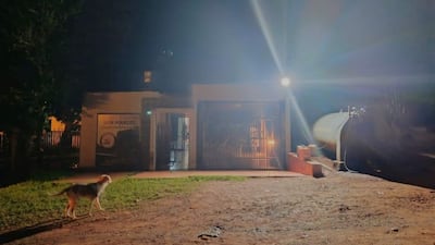 Escena nocturna con perro en primer plano frente a una construcción iluminada, sin personas visibles.