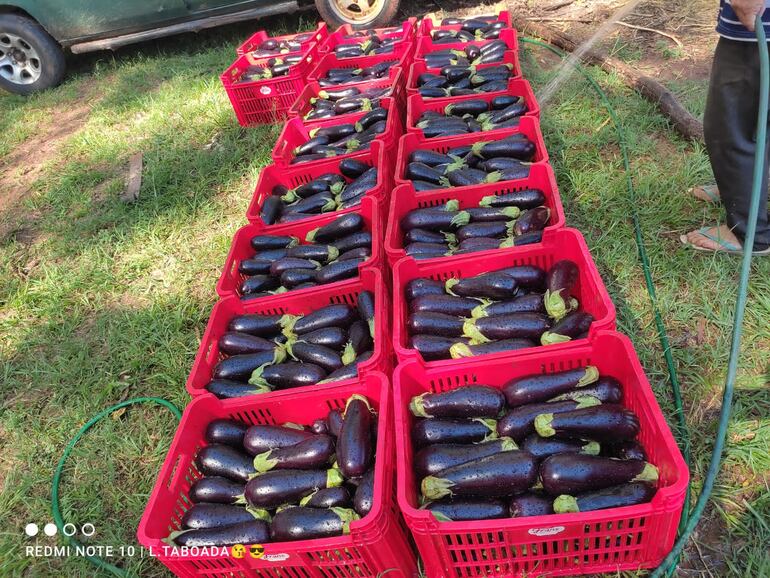 Excelente producción de berenjenas en la localidad de Nueva Italia.
