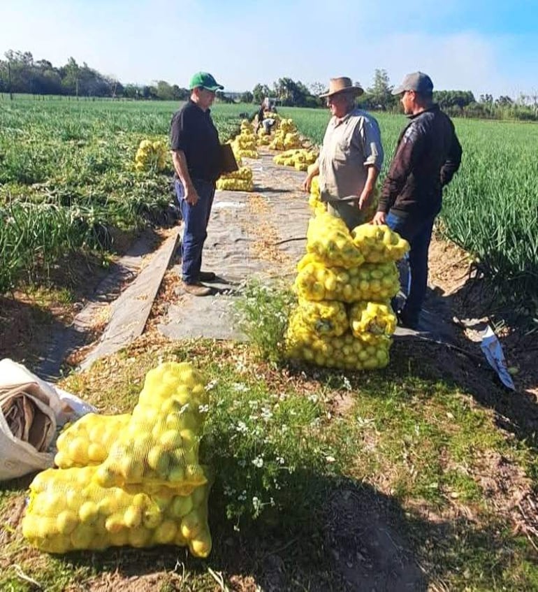 Productores y autoridades del MAG esperan que los organismos de control eviten el ingreso de papa y cebolla de contrabando al país.