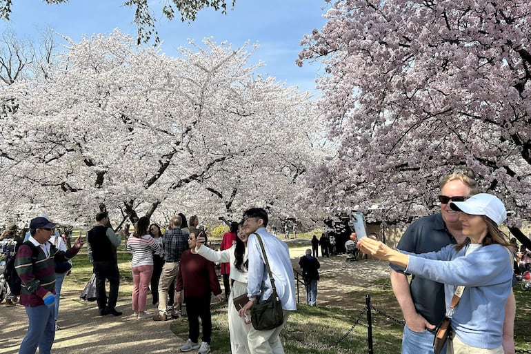 Personas se toman fotografías cerca de árboles de cerezos florecidos este jueves, en la cuenca Tidal en Washington (EE.UU.).