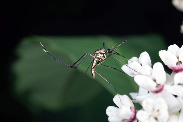 Un mosquito (Culex nigripalpus) extrae néctar de una flor de mango en Florida, el 16 de enero de 2020.