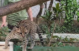 Minizoológico Juan XXIII de Encarnación ofrece el contacto con las especies autóctonas de la región