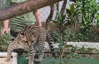 Minizoológico Juan XXIII de Encarnación ofrece el contacto con las especies autóctonas de la región